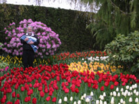 Eliot and grandpa in the tulips